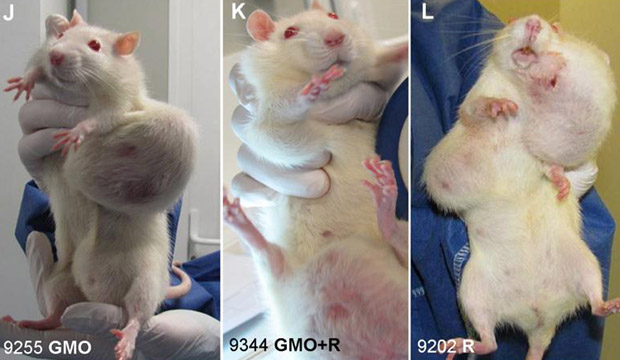 transgenicos ratos
